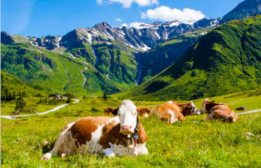 Fonduri Europene Agricultura pentru vaci de lapte.Cateva vaci, un in prim plan, altele in departare, iar in spate se vede muntele si cerul albastru cu un nor alb.