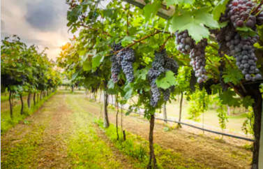 Consultanta fonduri europene Siubiu pentru demararea unei afaceri cu vita de vie, in domeniul viticultura. Peisajul prezentat pare idilic, cu struguri atarnand copti pe o vie tanara, cu frunze verzi, iar in departare apune soarele.